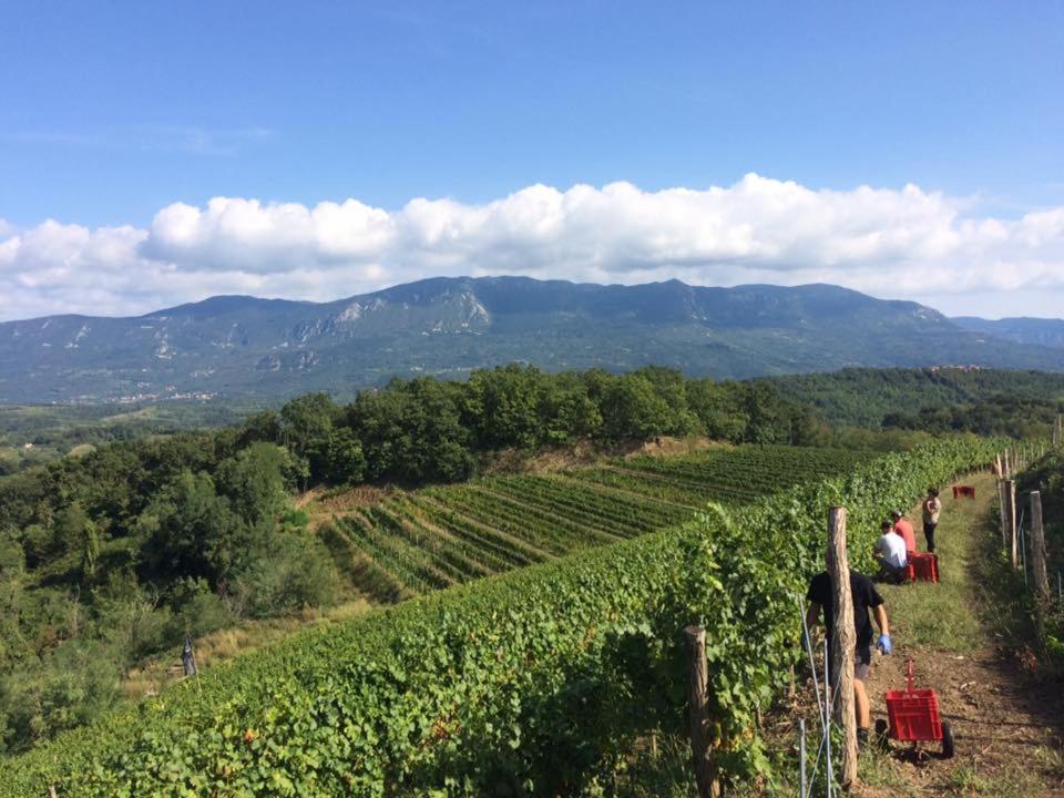 Kraljic - Primoz Cotar Bed & Breakfast Dornberk ภายนอก รูปภาพ